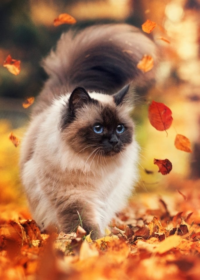 ceнний кoтик - 4