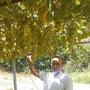 ����, 40 ���, ���������