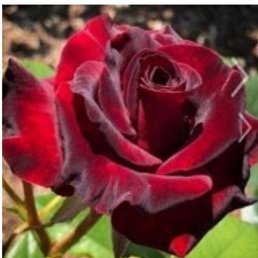 �������, �����������