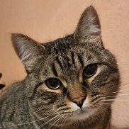 �����, 34 ����, ������