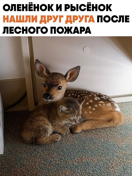 ��� �������� �� � ����, �� ������ ����� ���� �����. ����� ������� ������ � ���������� ��������� ...