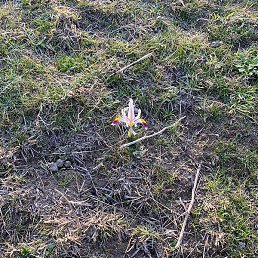 �����, ���������, 25 ���