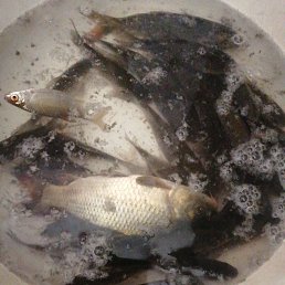 ���� �������, ���������, 44 ���� - ��������� 22 ������ 2023