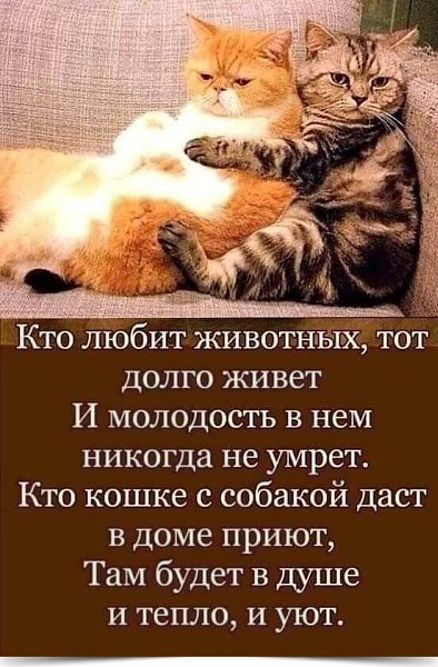 >^..^<
