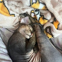 ������, ���, 70 ���