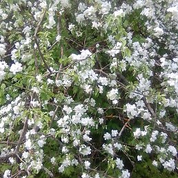 Marina, �����, 53 ����