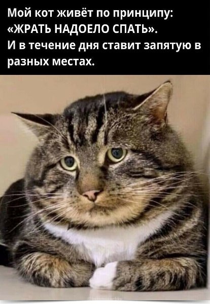 >^..^<