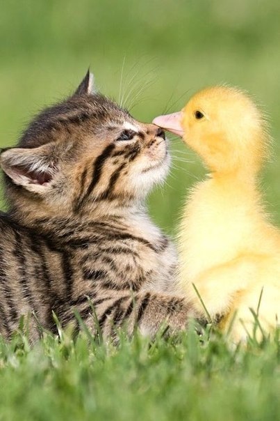     ,    . ,   ,   ... - 5