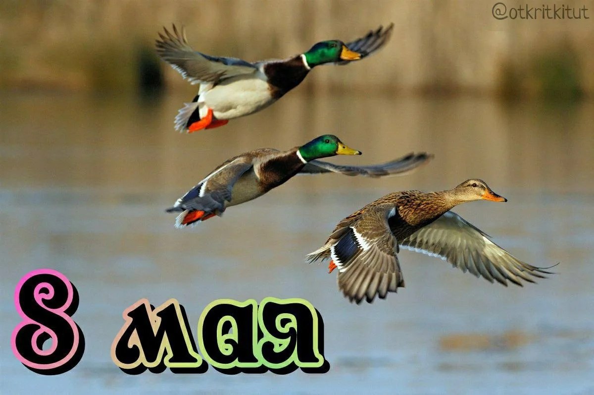 ��e����: �������, ����, ������, ����.