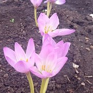 �����, 45 ���, �����������