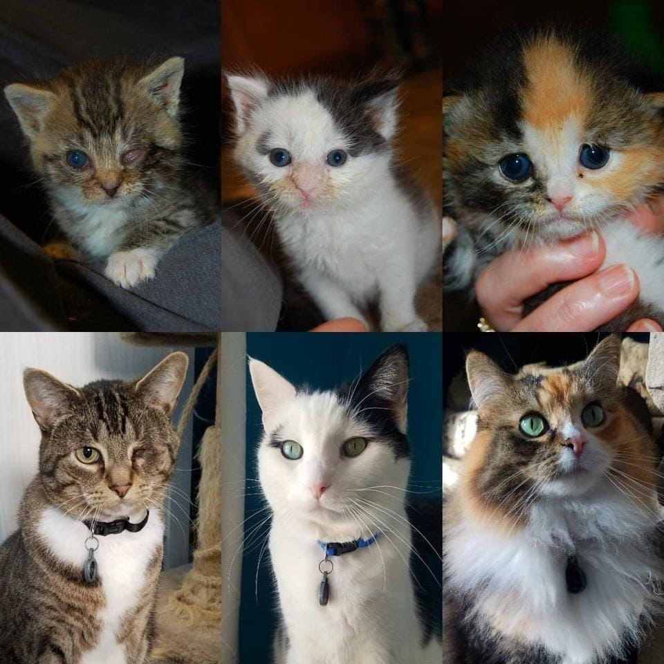 Как вырастают котята. Котята до и после. Кошки до и после приюта. Коты до и после взросления. Взросление котят.