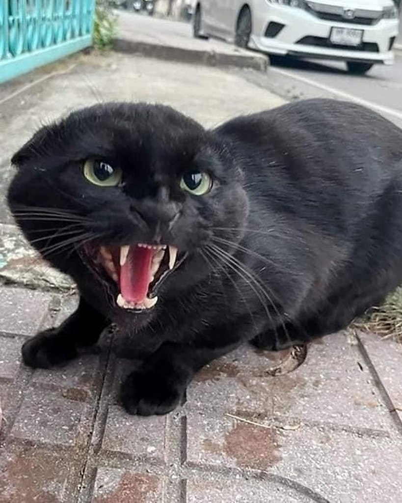 Кот котэ