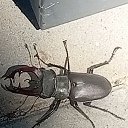���� �������, ������ - ��������� 15 ���� 2026