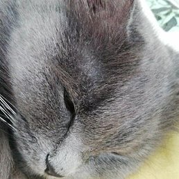 �����, ������������, 41 ���