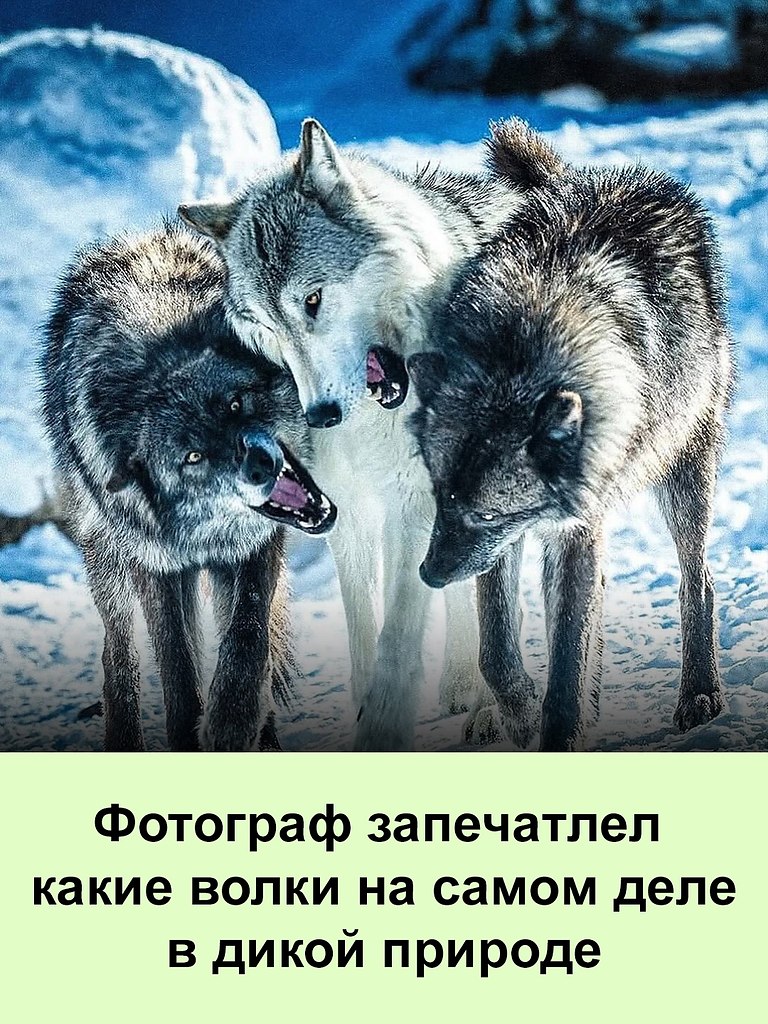 Хочется их всех погладить ))