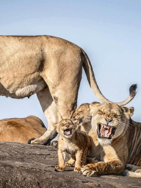     Nikon Comedy Wildlife Awards 2025      ... - 2