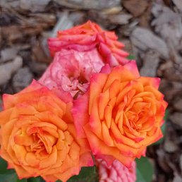 ���� ����, ������������, 57 ��� - ��������� 14 ������ 2023