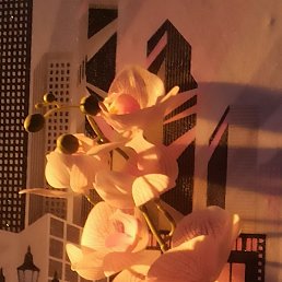 ��������, �������, 26 ���