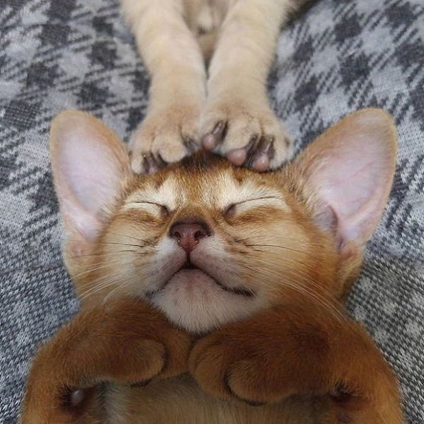 �������� - 24 ������ 2023 � 11:26