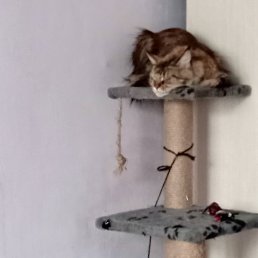 �����, �����������, 47 ���