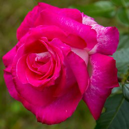 �����, ������ �������