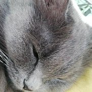 �����, 41 ���, ������������