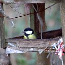 ���� ������, ������������, 55 ��� - ��������� 17 ������ 2026 � ������ ������ ��������