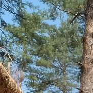 �������, 38 ���, ������