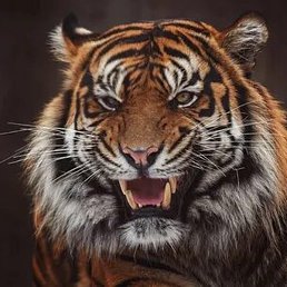 �����, ������, 39 ���