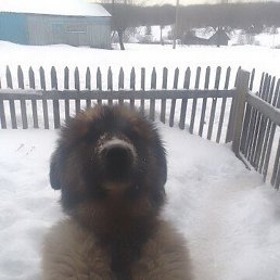 �������, ������, 44 ����