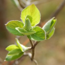 Firdar, ���������, 47 ���