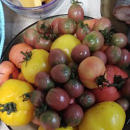 �������, ���������, 55 ���