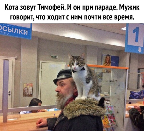 Он с рождения путешественник, ну или просто общительный котик)