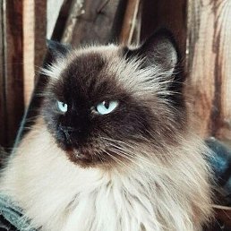 ��������, ������, 42 ����