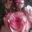 ���� �������, ����, 53 ���� - ��������� 15 ����� 2026 � ������ ���� ����������