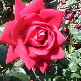 Liya, ������, 57 ���