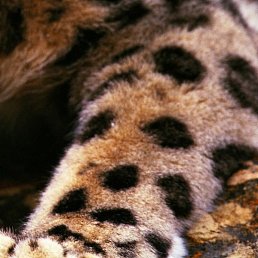 Shahrom, ������, 24 ����