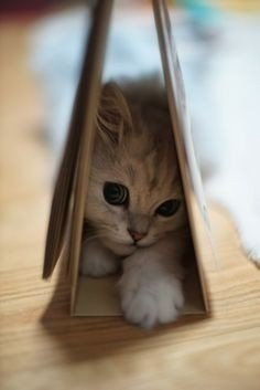 Люди созданы для того, чтобы котикам было с кем жить - 6