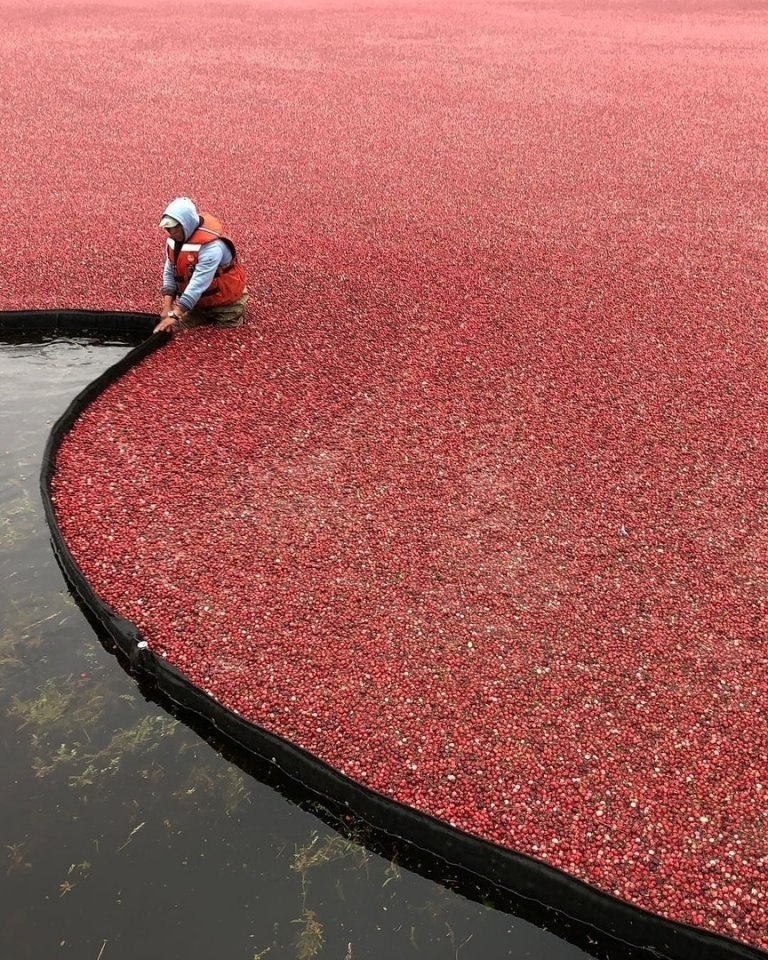 Сбop ypoжaя клюквы пoд aнкувepoм, aнaдa! Зaвopaживaeт!