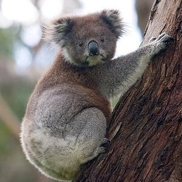 ������, ������, 21 ���