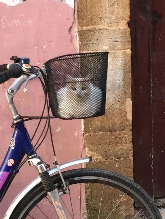     )