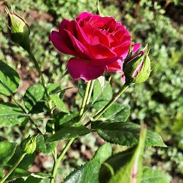 ����, �����, 56 ���