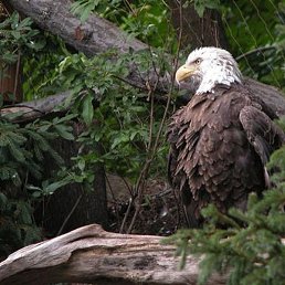 ������, ��������, 39 ���