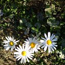 ���� ����, �����-���������, 52 ���� - ��������� 2 ���� 2025 � ������ ���� ����������