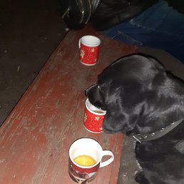 �����, �����������, 42 ����