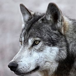 ���� �, ���������, 85 ��� - ��������� 28 �������� 2024