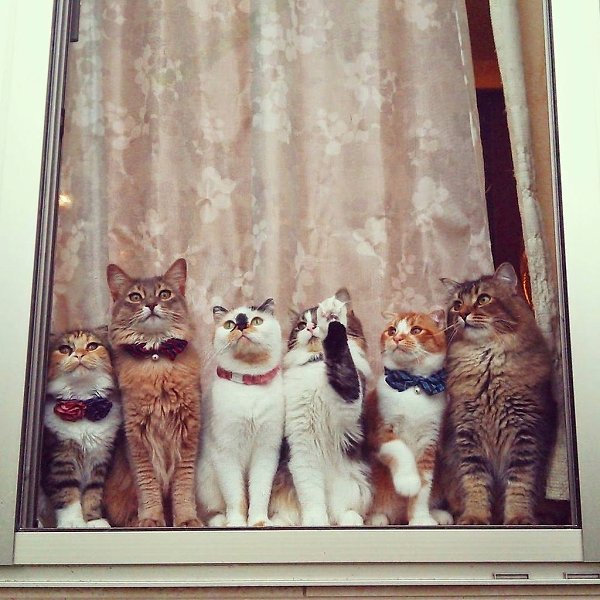 Взяла одного кота и дальше как в тумане=))) - 3