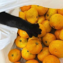 Roman, ������������, 46 ���