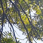 �������, 32 ����, ��������