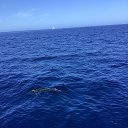 ���� Elena, �������� - ��������� 3 ��� 2024 � ������ ���� ����������